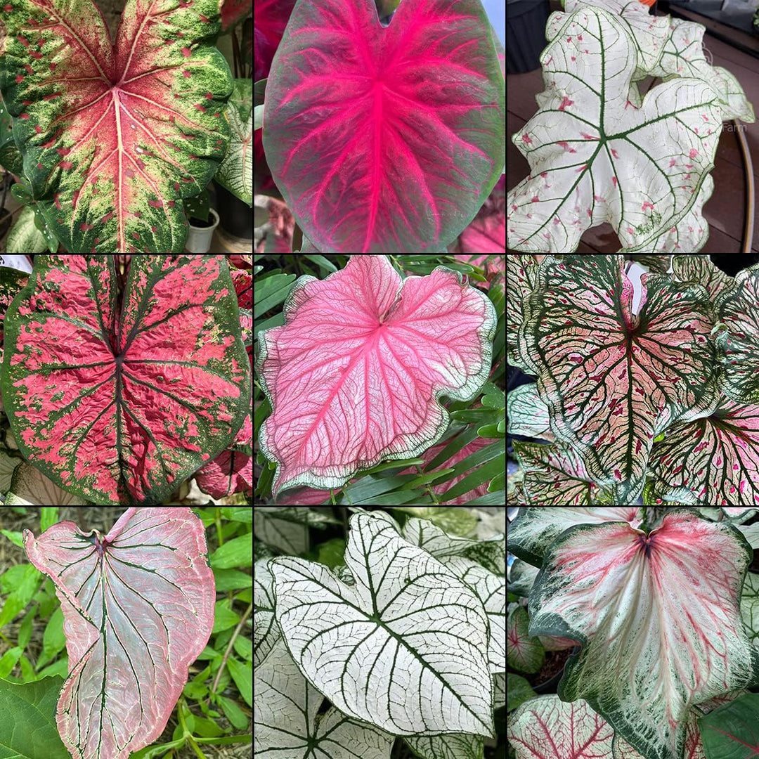 Caladium Bicolor Mixed Flower Seeds for Planting 100 pcs