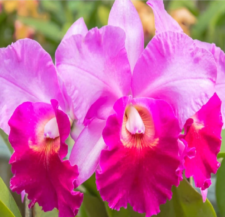 Pink Cattleya Flower Seeds for Planting - 100 pcs