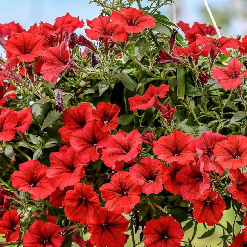 Red Petunia Hanging Flower Seeds for Planting - Heirloom, NON-GMO Seeds - Beautiful Garden Blooms