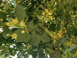 American Basswood Tree Seeds for Planting – Heirloom & Non-GMO Shade Tree Seeds