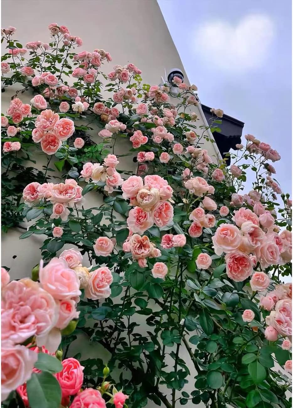 Pale Pink Climbing Rose Flower Seeds for Planting - 100 pcs