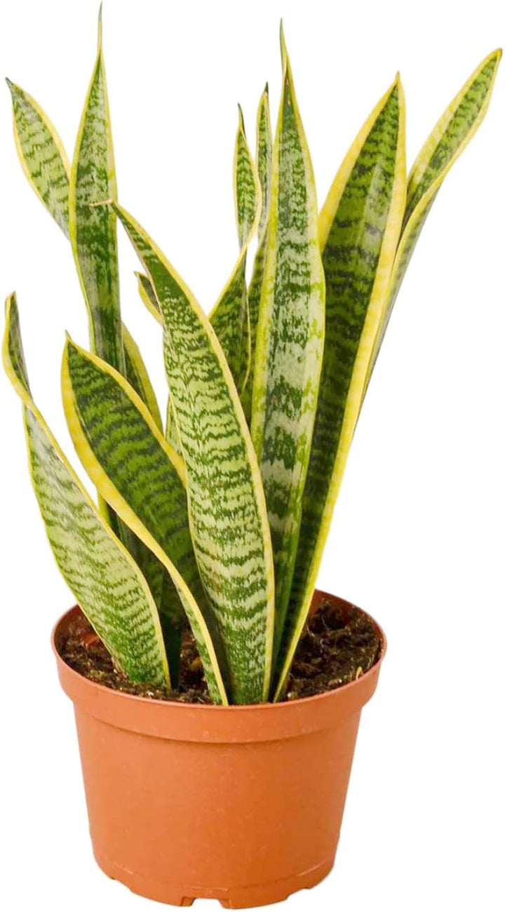 Green Snake Plant Seeds for Planting - 100 pcs