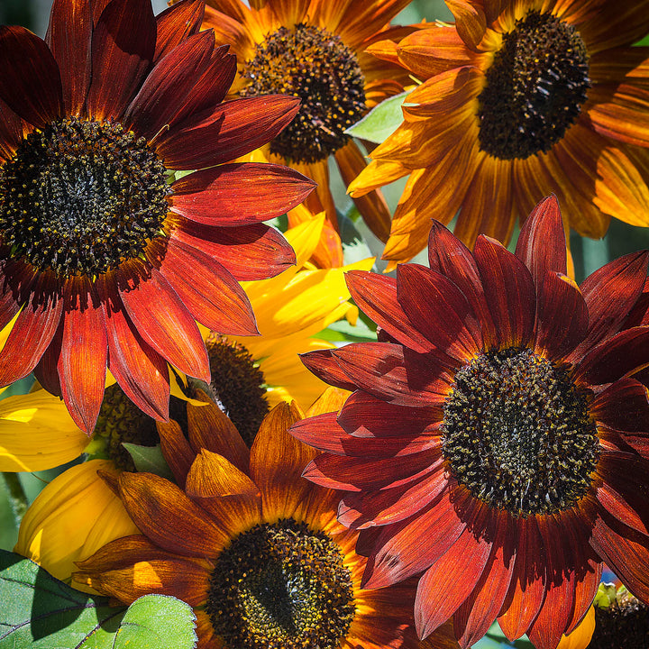 Heirloom Mixed Sunflower Seeds for Planting | Non-GMO High Germination Organic Garden Seeds