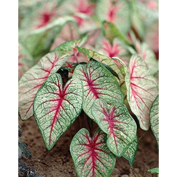 Caladium Bicolor White Green Flower Seeds for Planting 100 pcs