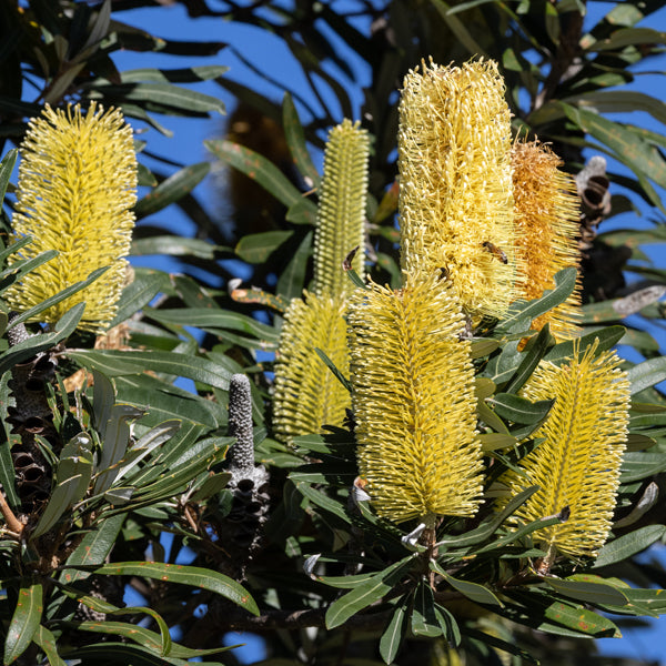 Yellow Banksia Plant Seeds for Planting, 100 pcs