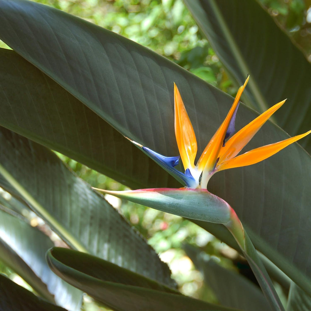 exotic house plant seeds Heirloom Non-GMO White Strelitzia Reginae Houseplant Seeds for Planting – Exotic Bird of Paradise