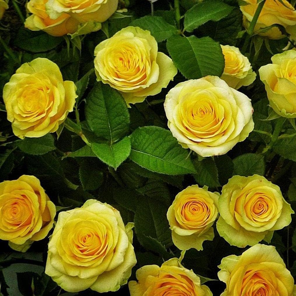 Pale Yellow Unique Rose Flower Seeds for Planting – Heirloom Non-GMO, Easy to Grow Organic Garden Seeds