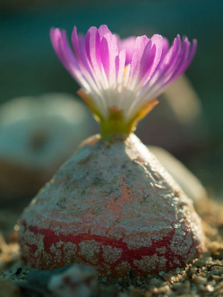 Conophytum Burgeri Sukkulentplanter Frø til udplantning - 100 stk