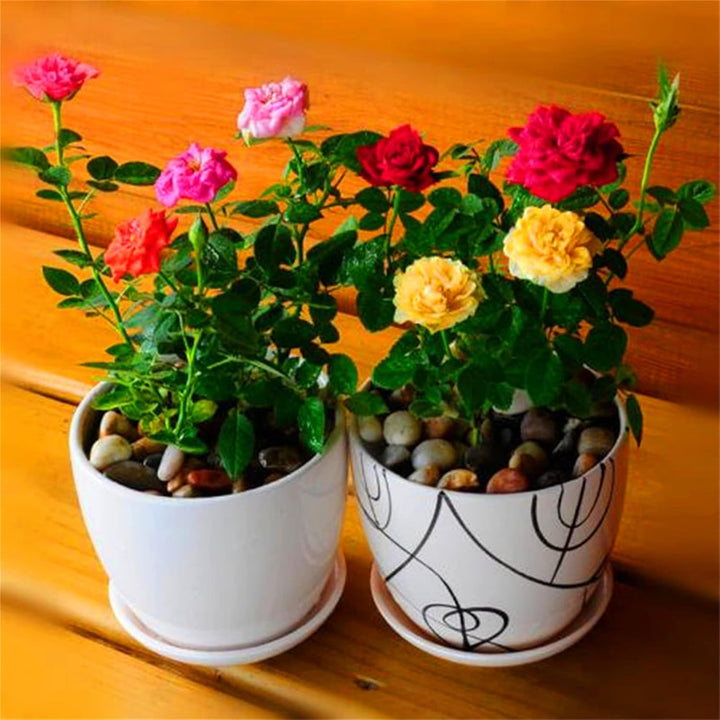 Miniature Rose Mixed Flower Seeds for Planting 100 pcs