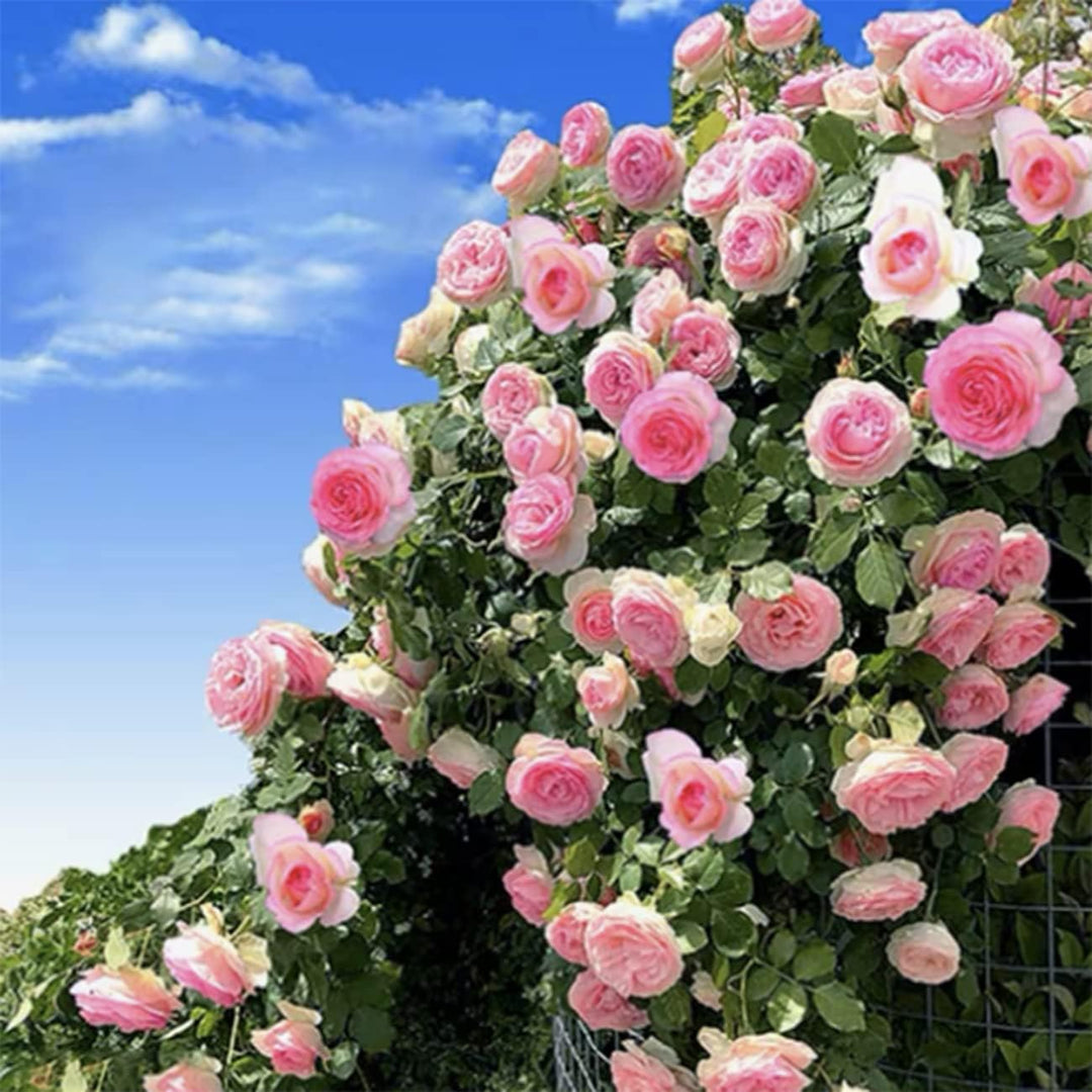 Pale Pink Climbing Rose Flower Seeds for Planting - 100 pcs