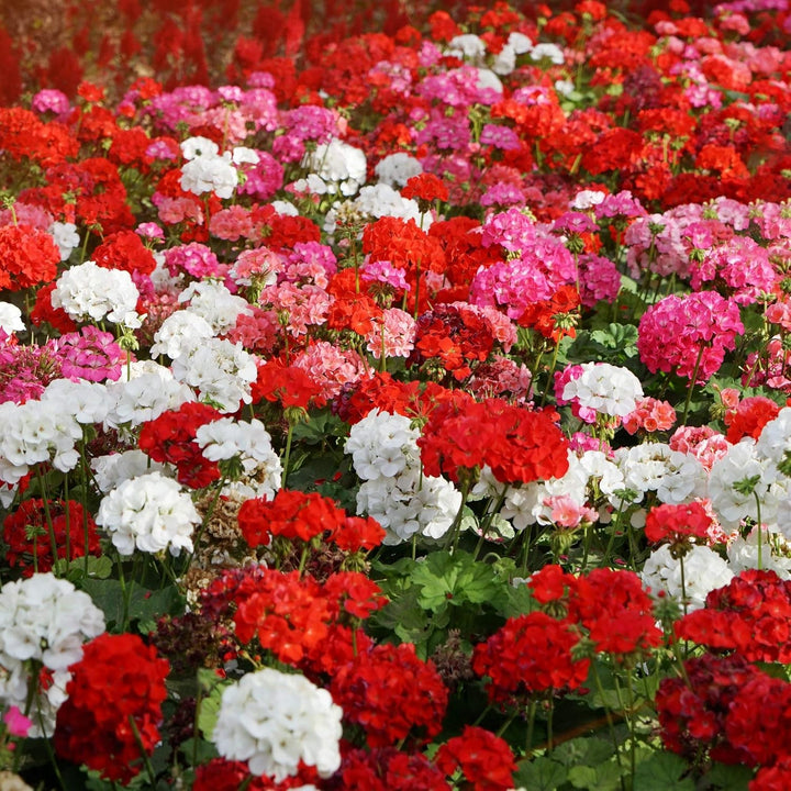 Blandede Geranium Pelargonium Blomsterfrø til udplantning - 100 stk