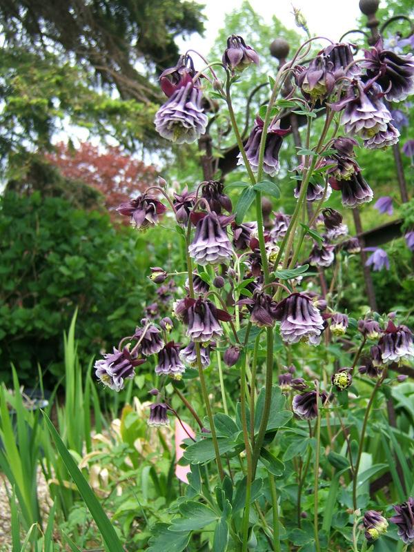 Aquilegia Columbine Flower Se til udplantning 100 stk