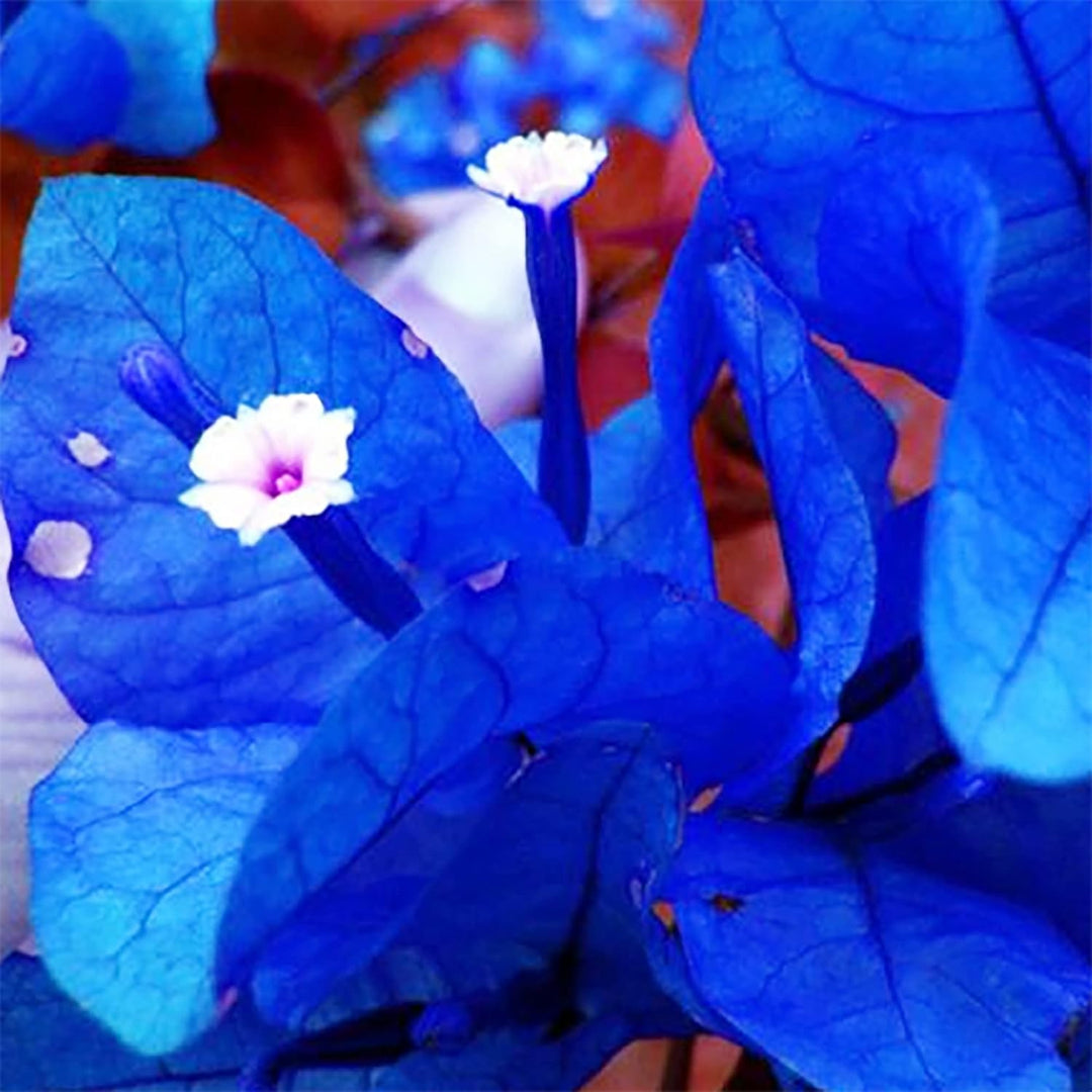 Blue Bougainvillea Flower Seeds for Climbing Plants - 100 pcs