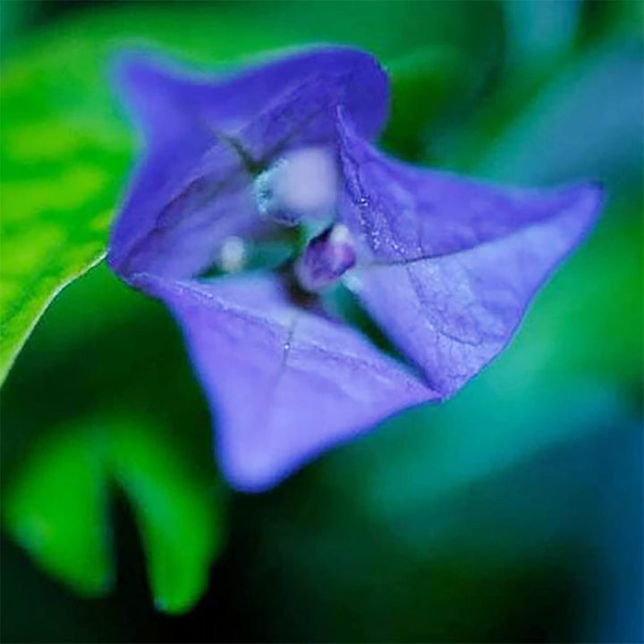 Blue Bougainvillea Flower Seeds for Climbing Plants - 100 pcs