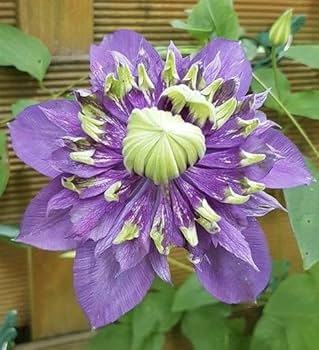 clematis clematis flower seeds