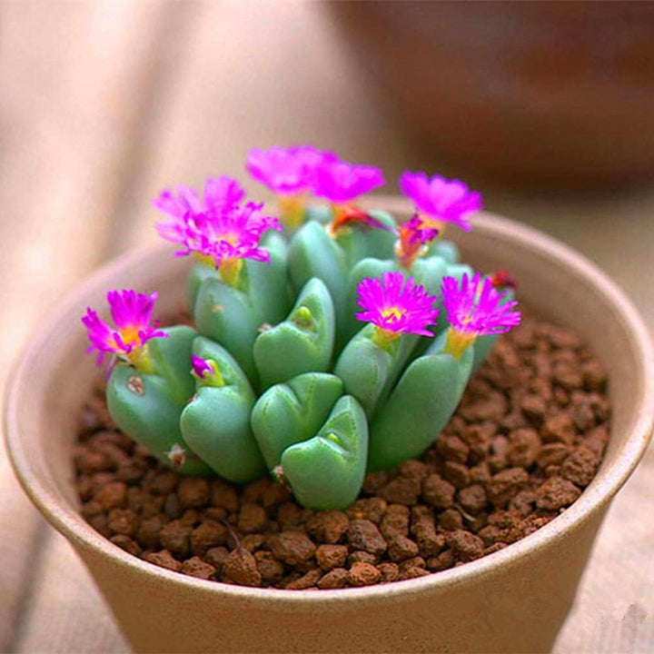 Heirloom Non-GMO Succulent Flower Seeds for Planting – Drought-Tolerant Indoor Decorative Blooms, High Germination