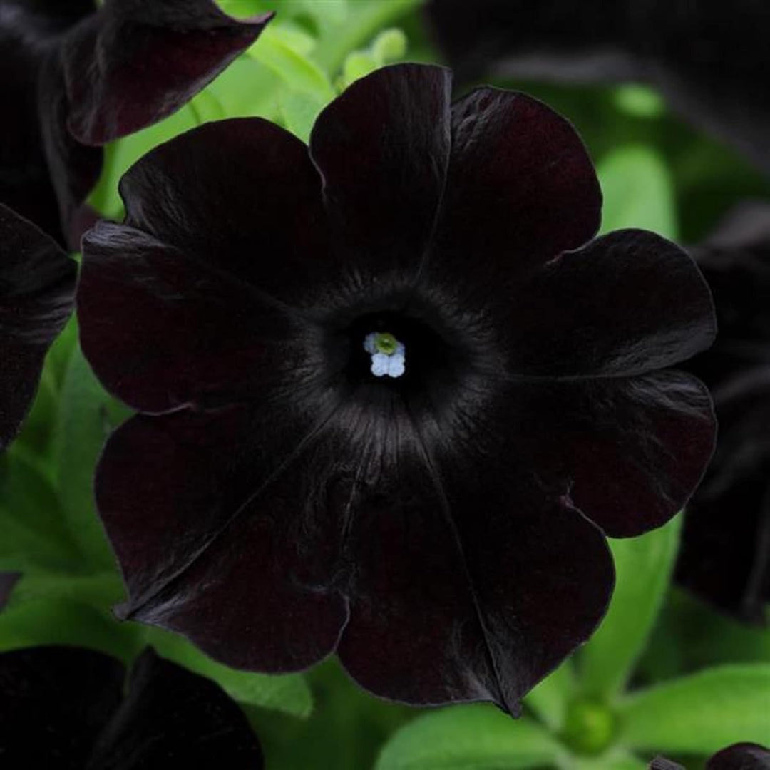 Black Petunia Flower Seeds for Garden Planting - Heirloom, NON-GMO Seeds - Easy to Grow Blooms