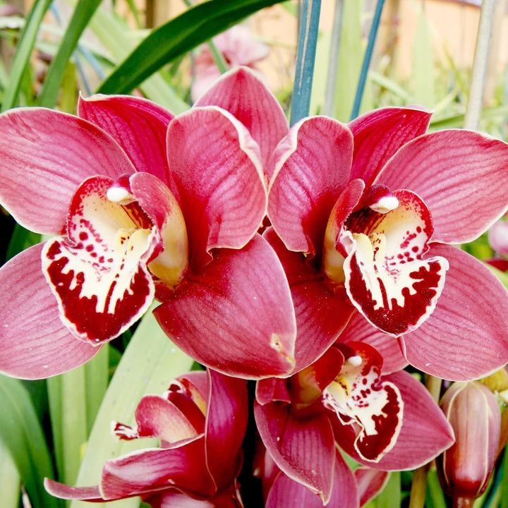 Red Cymbidium Orchid Flower Seeds for Planting - 100 pcs