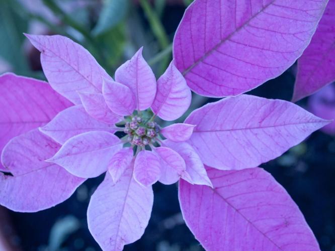 Purple Poinsettia Flower Seeds for Planting - 100 pcs