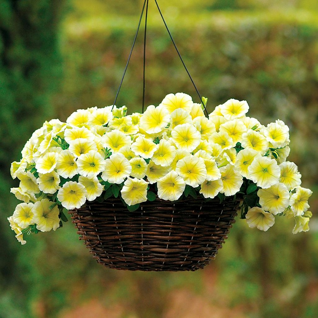 Yellow Double Petunia Flower Seeds for Planting - Heirloom, NON-GMO, Beautiful Garden Blooms