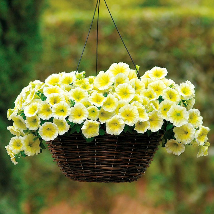 Yellow Double Petunia Flower Seeds for Planting - Heirloom, NON-GMO, Beautiful Garden Blooms