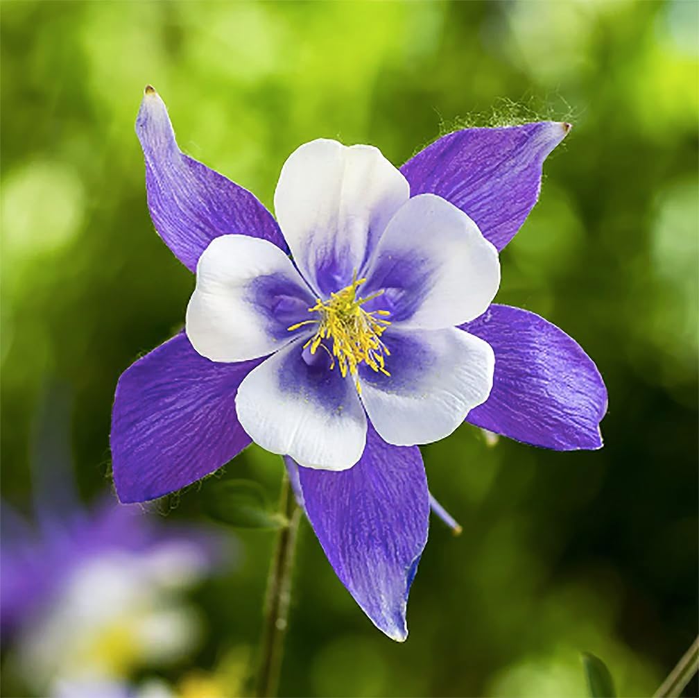 Blue Columbine Flower Seeds for Planting – Heirloom Non-GMO High Germination Perennial Garden Seeds