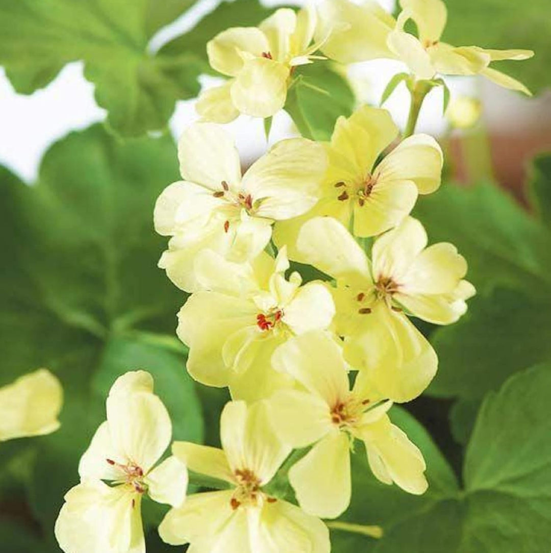 Yellow Geranium Flower Seeds for Garden Planting - 100 pcs