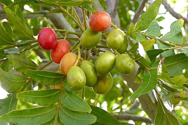 Harpephyllum Caffrum Fruit Seeds for Growing Exotic and Resilient Trees  100 pcs