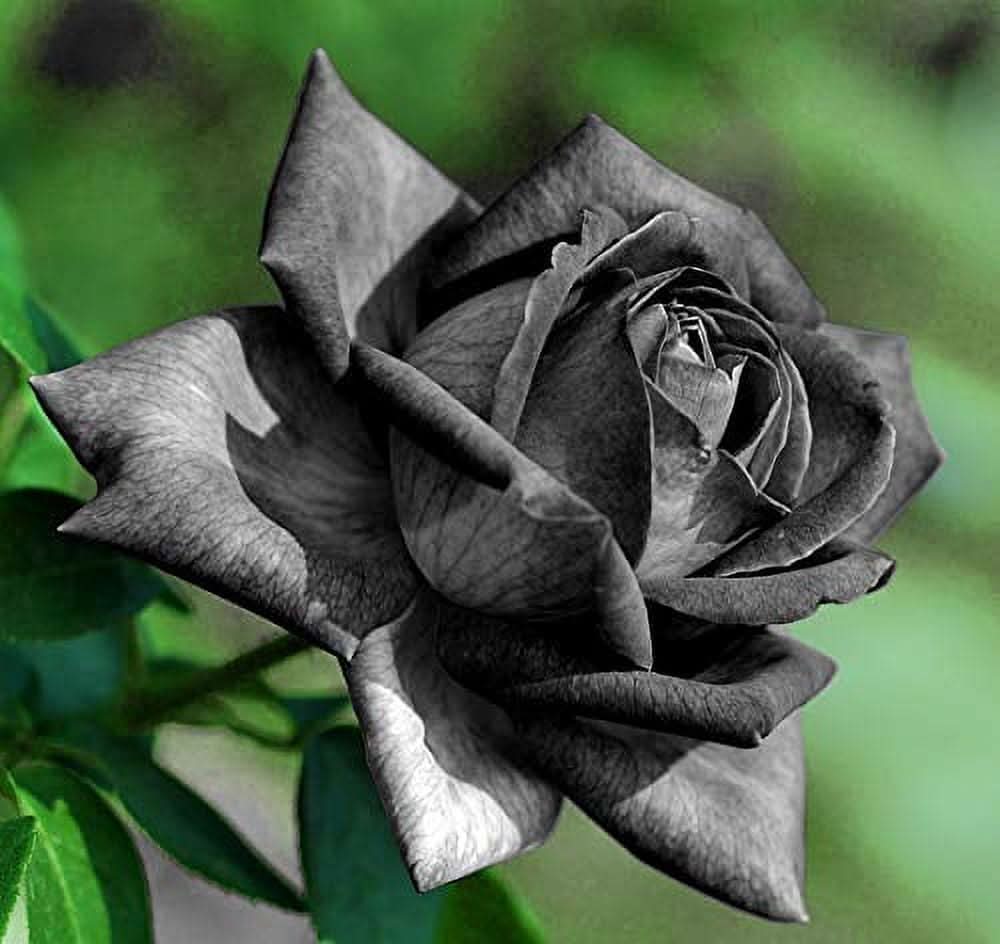 black chinese flower seeds