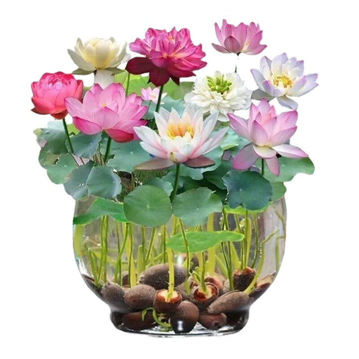 Mixed Pink, Red & Green Lotus Flower Seeds for Planting & Growing