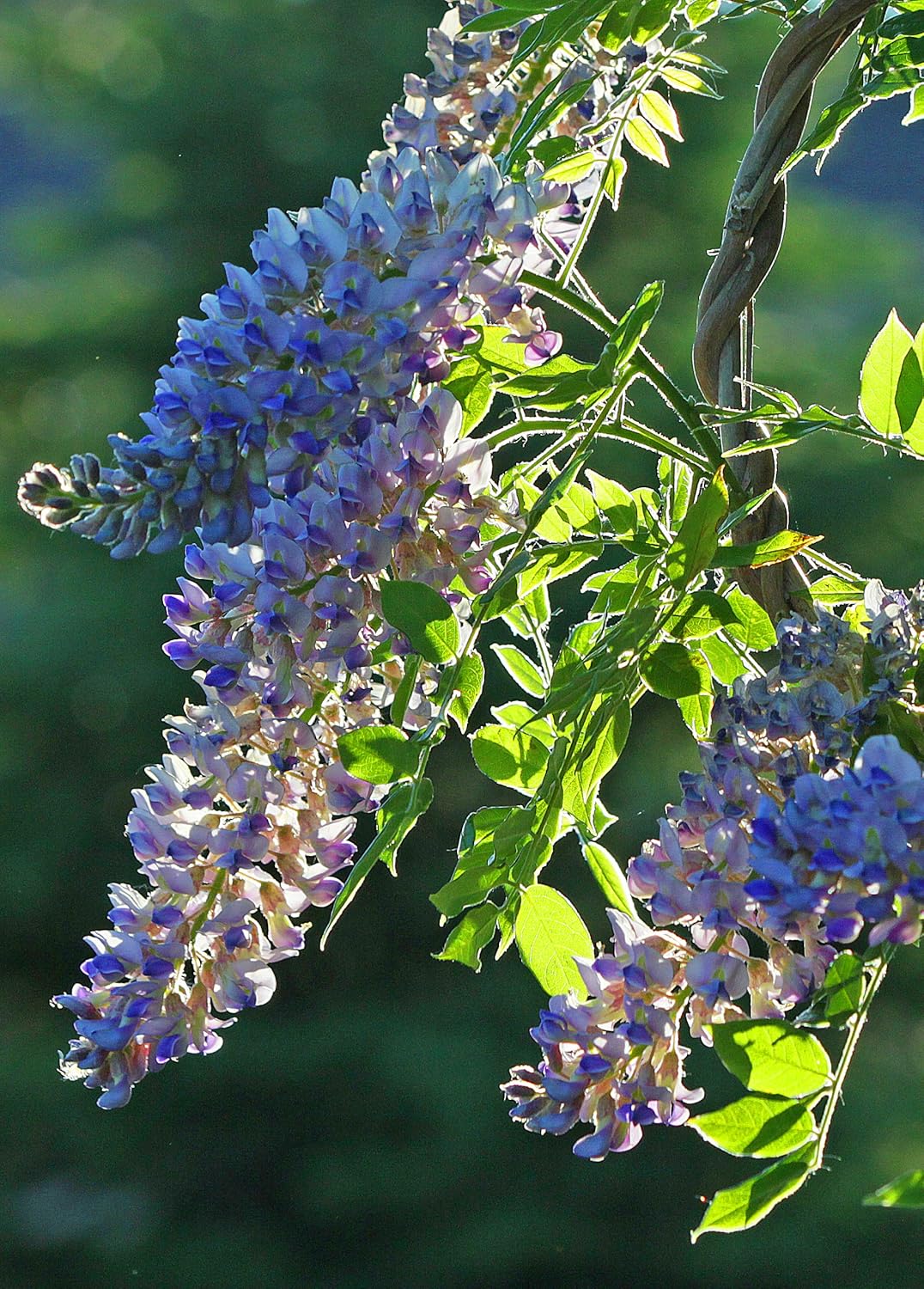 Amerikansk Wisteria (Wisteria frutescens) Blomsterfrø til plantning, 100 stk.