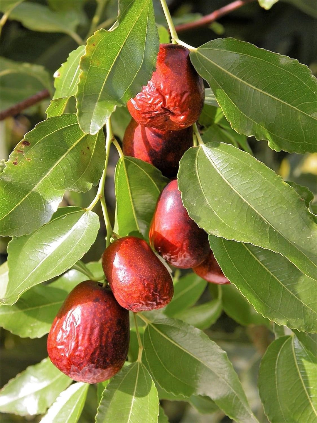 ASIAN DATE Jujube Ziziphus Spinosa Common Chinese Tsao Red Fruit Seeds - Date Like Sweet Jujube Fruits