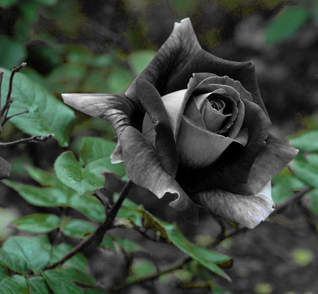 black rose flower seeds