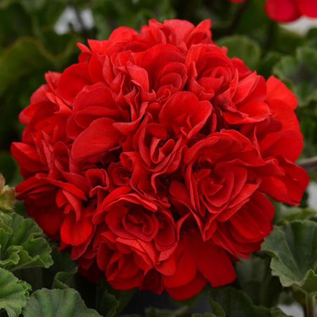 Geranium Apple Blossom Flower Seeds for Planting Red - Heirloom, Non-GMO, High Germination Organic Garden Seeds