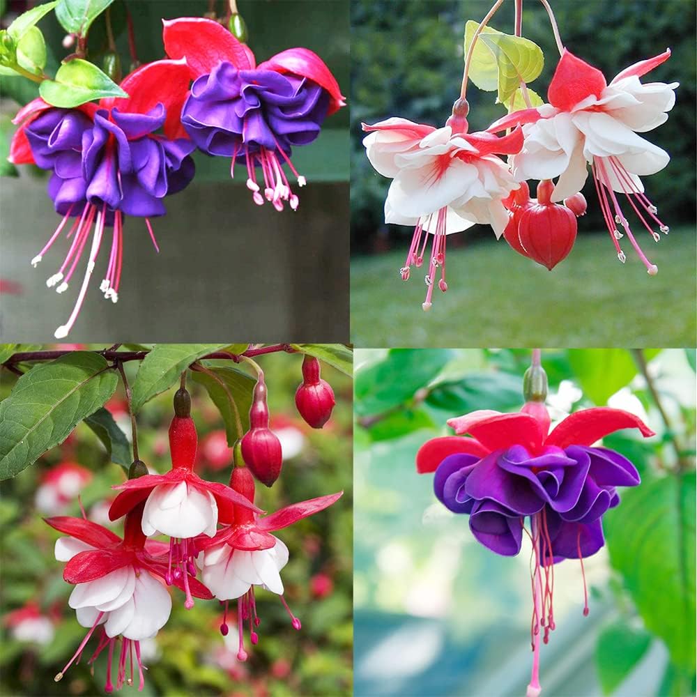 fuchsia for flower seeds
