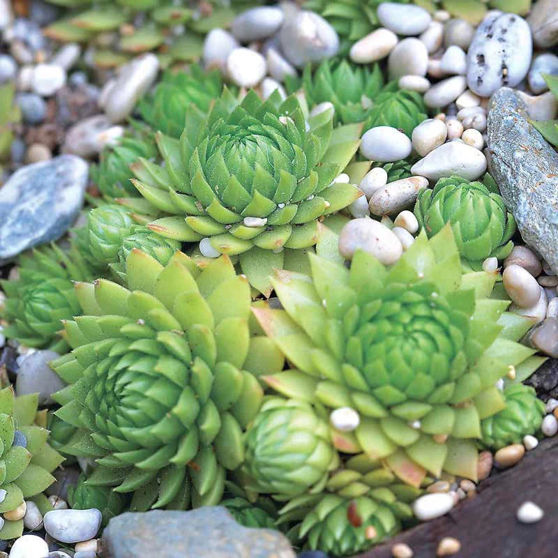 Hens and Chicks Plant Seeds for Planting - 100 pcs