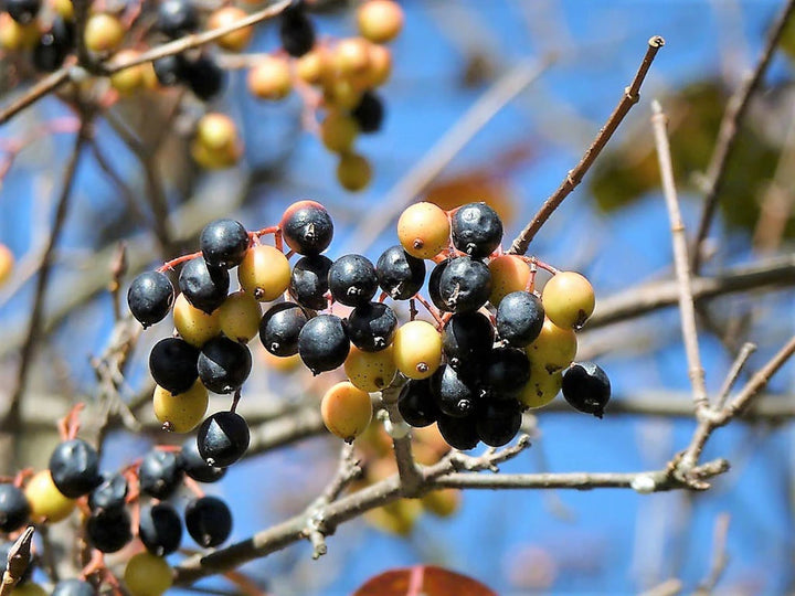 Nanny Berry Frugtfrø, dyrk unikke og sødt smagende bær 100 stk.