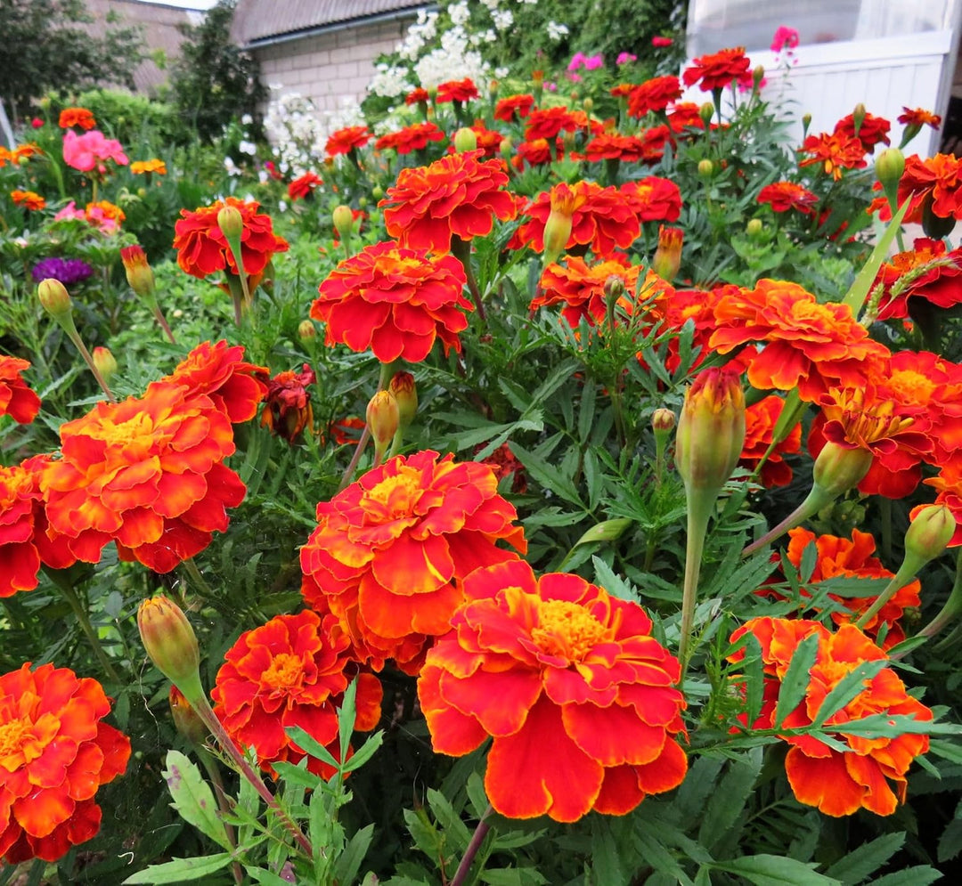 Marigold Flower Seeds for Planting Red Orange 100 pcs