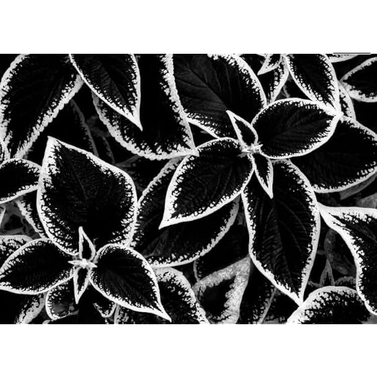 Black and White Coleus Plant Seeds for Planting – Heirloom, Non-GMO, High Germination Organic Garden Seeds