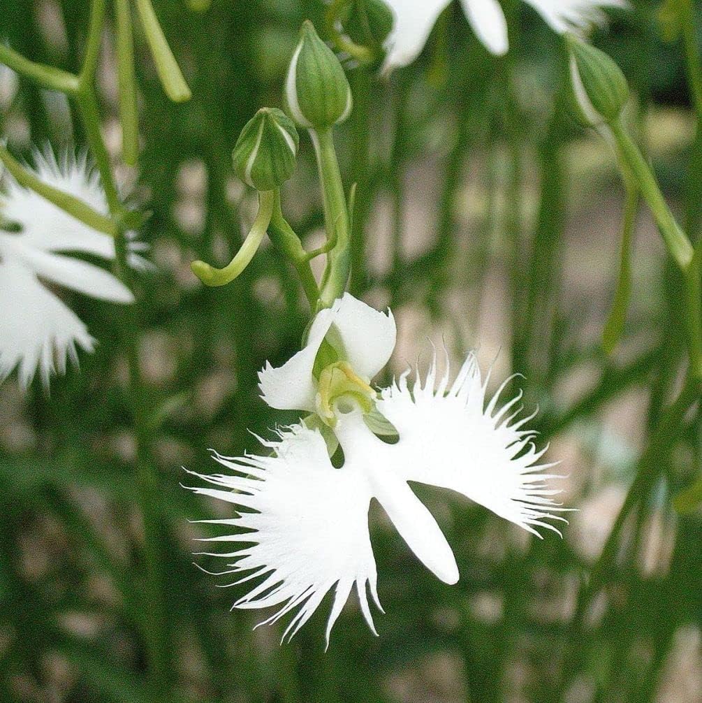 Organic Heirloom Non-GMO Radiata Seeds for Planting – Healthy Vibrant Garden Blooms