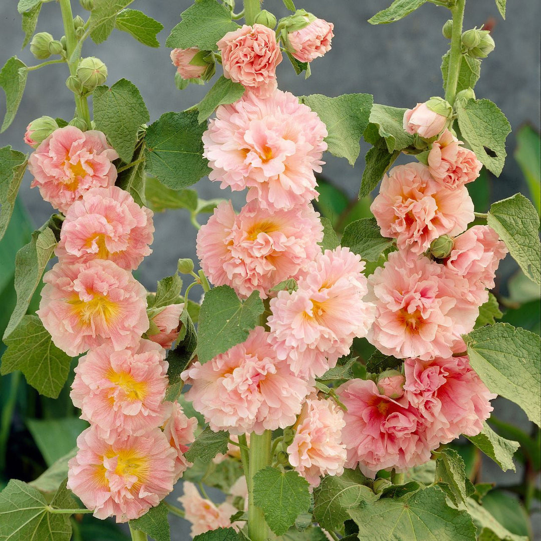 orange double flower seeds