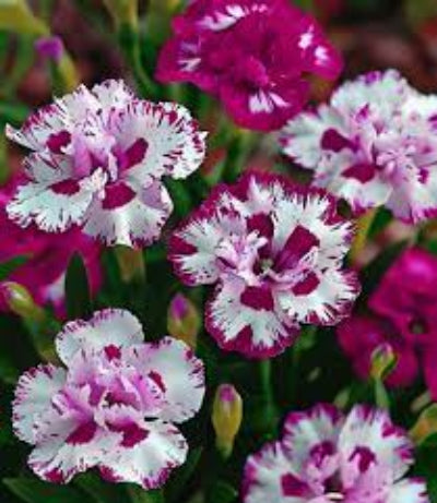 white heirloom flower seeds