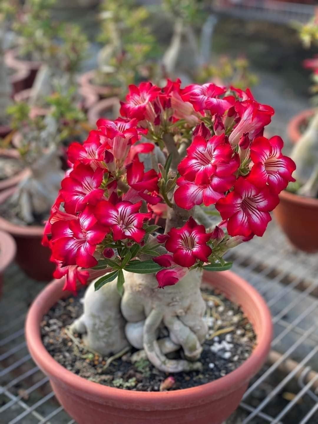 Rød rose Bonsai blomsterfrø til plantning, frisk og levende, 100 stk