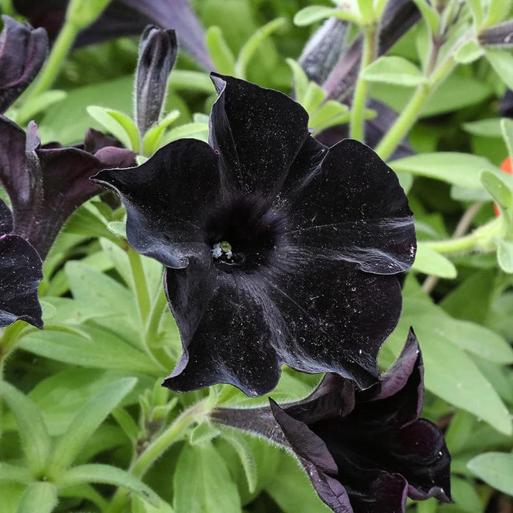 Black Petunia Flower Seeds for Garden Planting - Heirloom, NON-GMO Seeds - Easy to Grow Blooms