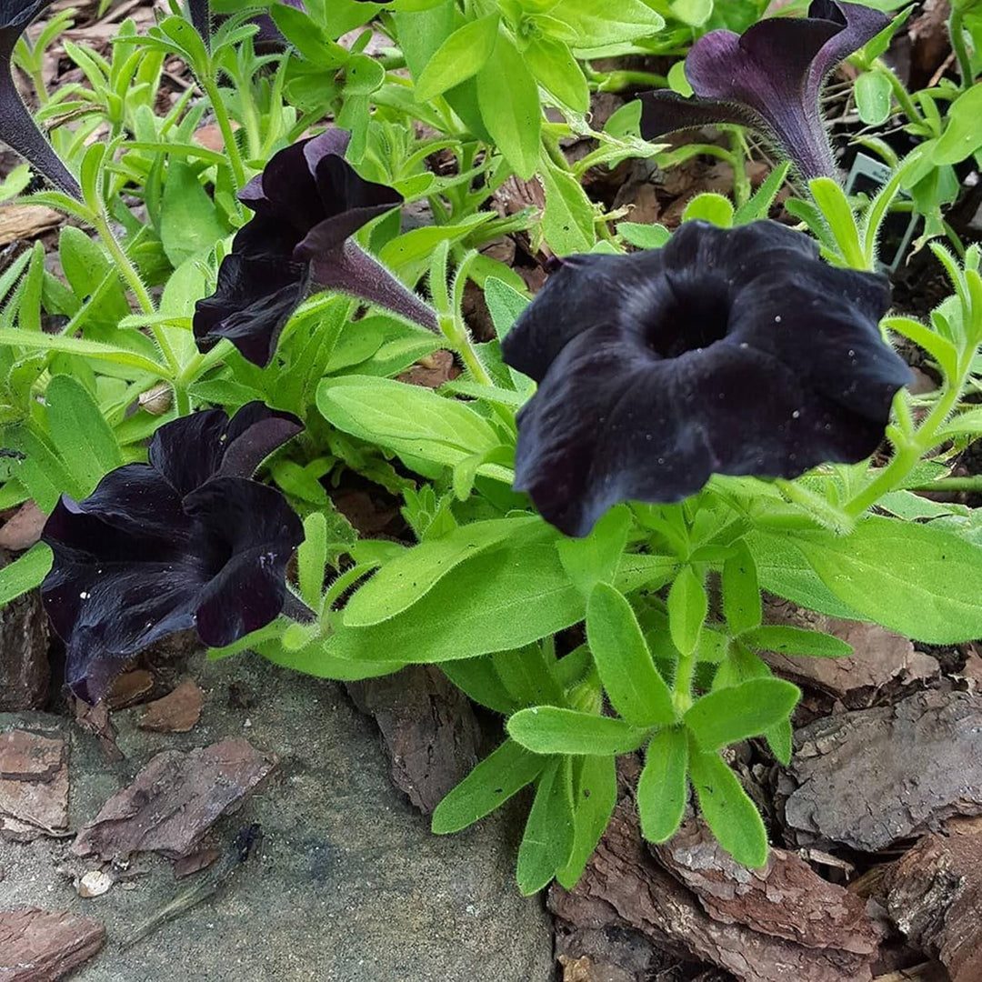 Black Petunia Flower Seeds for Garden Planting - Heirloom, NON-GMO Seeds - Easy to Grow Blooms