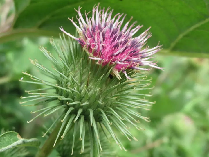 Pink Arctium Lappa Plant Seeds for Planting, 100 pcs