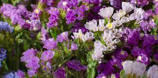 Statice Mix Flower Seeds for Planting – Heirloom & Non-GMO Everlasting Blooms for Cut and Dried Flower Gardens