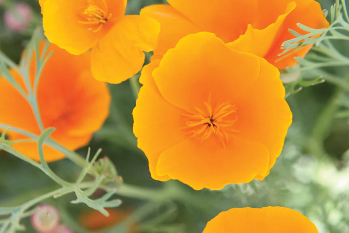 California Poppy Heirloom Blomsterfrø Ikke-GMO