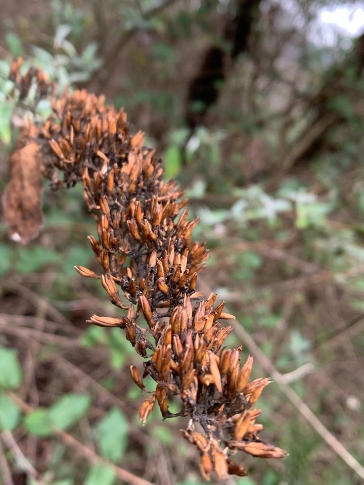 Brown Buddleja Flower Seeds for Planting - 100 pcs