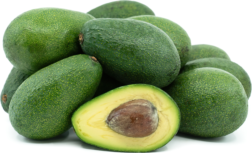 Fuerte Avocado Fruit Seeds for Planting – Heirloom, Non-GMO Seeds for Tropical Gardens & Creamy Green Fruits